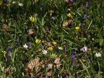 2019-04-01-9775-Lesser-Celandine-Wood-Anemones-and-Bluebells