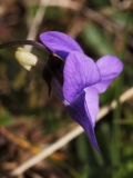 2019-04-01-9782-Common-Dog-violet-Viola-riviniana