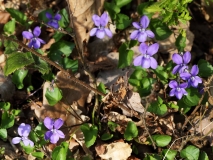 2019-04-01-9783-Common-Dog-violet-Viola-riviniana