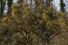 2019-04-01-9785-Mistletoe-Viscum-album-on-Apple-tree