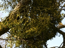 2019-04-01-9792-Mistletoe-Viscum-album