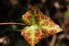 2019-04-01-9795-Leaf-of-Ivy-Hedera-helix