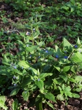 2019-04-01-9796-Green-Alkanet-Pentaglottis-sempervirens