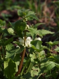 2019-04-01-9798-White-Dead-nettle-Lamium-album