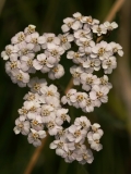 0020 2018-08-06 4533 Yarrow, Achillea millefolium, 2000m, S of Roseg