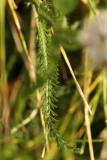 0030 2018-08-06 4534 Leaf of Yarrow, Achillea millefolium, 2000m, S of Roseg