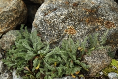 0040 2018-08-07 4627 Dwarf Milfoil, Achillea nana, 2700m, above Chamanna da Tschierva