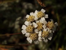 0050 2018-08-04 4032 Dwarf Milfoil, Achillea nana, 2700m, above Lej da Diavolezza