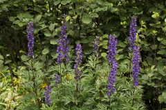 0070 2018-08-07 4726 Monk's-hood, Aconitum napellus, 2000m, S of Roseg