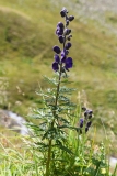 0080 2018-08-03 3611 Monk's-hood, Aconitum napellus, 2400m, by Senda Segantini E of Muottas Muragl