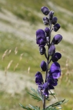 0090 2018-08-03 3613 Monk's-hood, Aconitum napellus, 2400m, by Senda Segantini E of Muottas Muragl