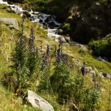 0100 2018-08-08 4951 Monk's-hood, Aconitum napellus, 2400m, Val Muragl