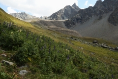 0110 2018-08-08 4933 Monk's-hood, Aconitum napellus, and Spiniest Thistle, Cirsium spinosissimum, 2700m, below Lej Muragl