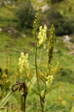 0120 2018-08-06 4560 Wolf's Bane, Aconitum vulparia, 2100m, S of Roseg