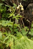 0130 2018-08-07 4720 Wolf's Bane, Aconitum vulparia, 2000m, S of Roseg