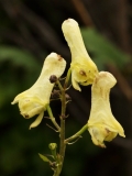 0140 2018-08-07 4721 Wolf's Bane, Aconitum vulparia, 2000m, S of Roseg