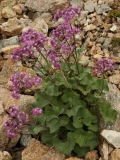 0150 2018-08-05 4171 Alpine Adenostyles, Adenostyles alpina, 2700m, SE of Murtel