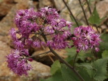 0160 2018-08-05 4172 Alpine Adenostyles, Adenostyles alpina, 2700m, SE of Murtel