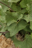 0170 2018-08-05 4174 Leaves of Alpine Adenostyles, Adenostyles alpina, 2700m, SE of Murtel