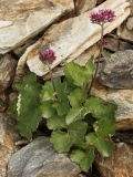 0180 2018-08-04 3802 Alpine Adenostyles, Adenostyles alpina, 3000m, NW of Berghaus Diavolezza