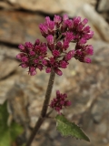 0190 2018-08-04 3981 Alpine Adenostyles, Adenostyles alpina, 3000m, NW of Berghaus Diavolezza