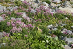 0200 2018-08-06 4385 Alpine Adenostyles, Adenostyles alpina, 2600m, just below Chamanna Coaz