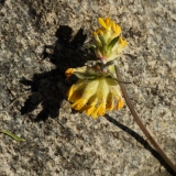 0204 2018-08-06 4482 Kidney Vetch, Anthyllis vulneraria, 2200m, by Lej da Vadret