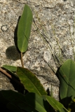 0206 2018-08-06 4483 Leaves of Kidney Vetch, Anthyllis vulneraria, 2200m, by Lej da Vadret