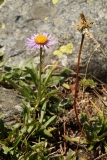 0210 2018-08-06 4506 Alpine Aster, Aster alpinus, 2100m, below Lej da Vadret