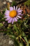 0220 2018-08-06 4507 Alpine Aster, Aster alpinus, 2100m, below Lej da Vadret