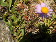 0230 2018-08-06 4508 Leaves of Alpine Aster, Aster alpinus, 2100m, below Lej da Vadret