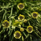 0240 2018-08-06 4430 Starry Hare's Ear, Bupleurum stellatum, 2300m, above Lej da Vadret