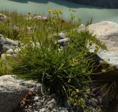 0250 2018-08-06 4431 Starry Hare's Ear, Bupleurum stellatum, 2300m, above Lej da Vadret