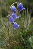 0270 2018-08-03 3592 Bearded Bellflower, Campanula barbata, 2400m, by Senda Segantini SE of Muottas Muragl