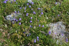 0280 2018-08-03 3588 Scheuchzer's Bellflower, Campanula scheuchzeri, 2400m, by Senda Segantini just E of Muottas Muragl