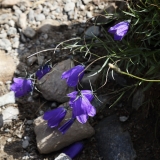 0290 2018-08-03 3623 Scheuchzer's Bellflower, Campanula scheuchzeri, 2400m, by Senda Segantini SE of Muottas Muragl