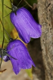 0300 2018-08-04 4038 Scheuchzer's Bellflower, Campanula scheuchzeri, 2700m, above Lej da Diavolezza