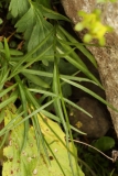 0310 2018-08-04 4039 Leaves of Scheuchzer's Bellflower, Campanula scheuchzeri, 2700m, above Lej da Diavolezza