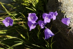 0320 2018-08-06 4399 Scheuchzer's Bellflower, Campanula scheuchzeri, 2400m, above Lej da Vadret