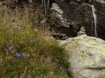 0330 2018-08-05 4240 Scheuchzer's Bellflower, Campanula scheuchzeri, 2600m, S of Fuorcla Surlej