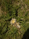 0340 2018-08-06 4513 Stemless Carline Thistle, Carlina acaulis, 2000m, SSW of Roseg