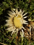 0350 2018-08-06 4514 Stemless Carline Thistle, Carlina acaulis, 2000m, SSW of Roseg