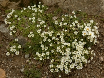 0360 2018-08-03 3688 Alpine Mouse-ear, Cerastium alpinum, 2900m, below Chamanna Georgy