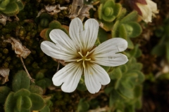 0370 2018-08-04 4022 Alpine Mouse-ear, Cerastium alpinum, 2800m, below Berghaus Diavolezza