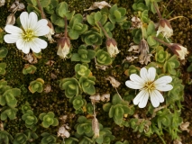 0380 2018-08-04 4025 Alpine Mouse-ear, Cerastium alpinum, 2800m, below Berghaus Diavolezza