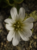 0390 2018-08-04 4052 Alpine Mouse-ear, Cerastium alpinum, 2600m, above Lej da Diavolezza