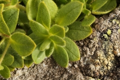 0400 2018-08-04 4053 Leaves of Alpine Mouse-ear, Cerastium alpinum, 2600m, above Lej da Diavolezza