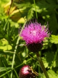 0410 2018-08-08 4957 Possibly Brook Thistle, Cirsium rivulare, 2000m, above Godin