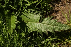 0420 2018-08-08 4958 Leaf of Possibly Brook Thistle, Cirsium rivulare, 2000m, above Godin