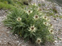 0430 2018-08-03 3654 Spiniest Thistle, Cirsium spinosissimum, 2700m, by Senda Segantini SE of Chamanna Segantini